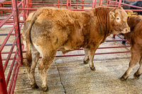 3 Reserve Champion Limousin x Steer from Messrs Dent Beamwham